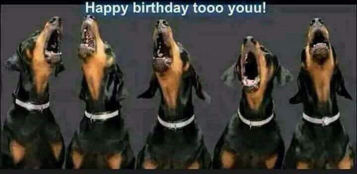 [Image: Anniversaire-teckel-37.jpg]