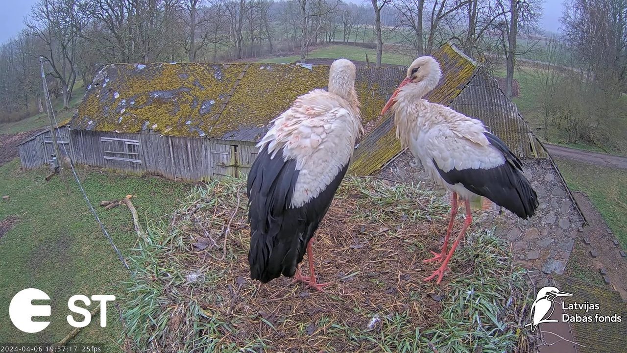 Baltie stārķi (Ciconia ciconia) Tukuma novadā - LDF tiešraide __ White storks in Tukums, Latvia 10-3