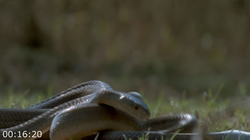 [Image: 4iqip5xg1uq8.png]