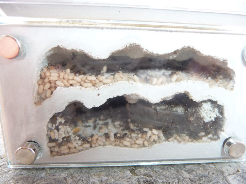 1807-Lasius2.jpg