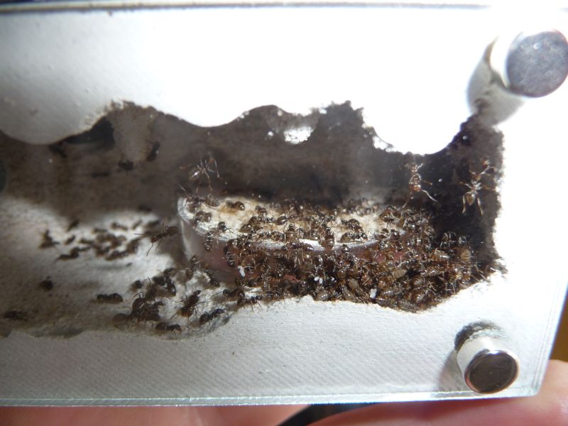 2903-Lasius-3.jpg
