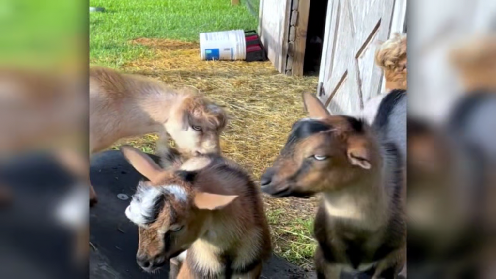 [Image: 7bk6madq2jy8.png]