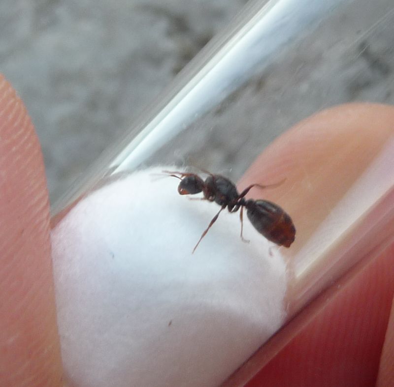 1007-Leptothorax3.jpg
