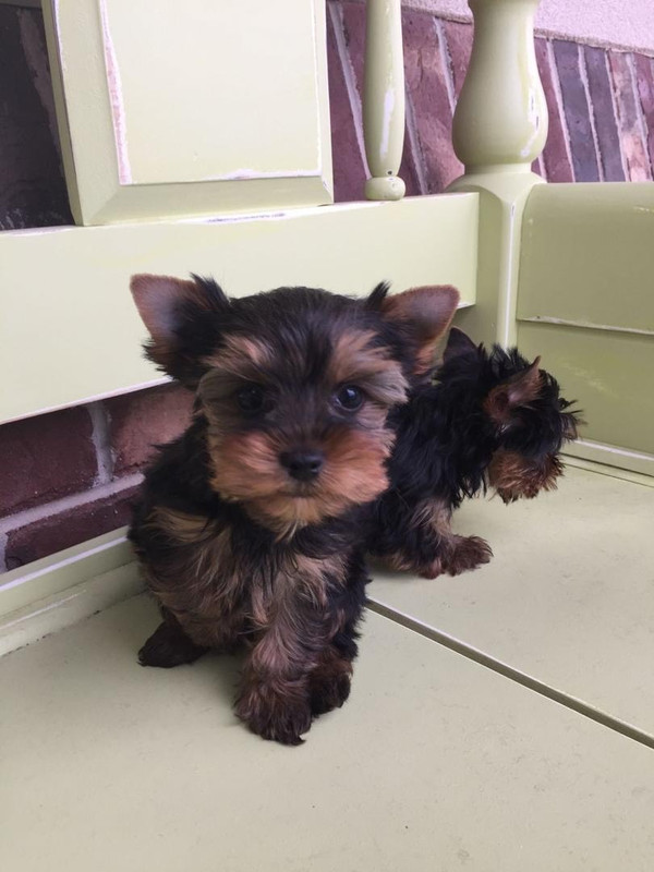Teddy Yorkie