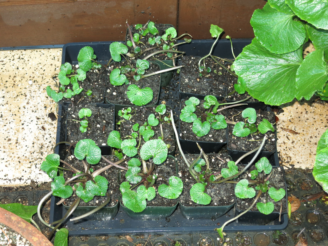 Wasabi Japonais (Wasabia japonica) Plant - Alsagarden