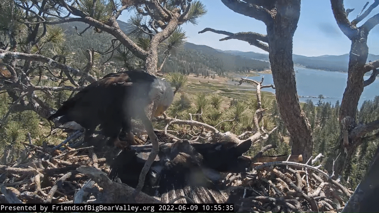 Webp.net-gifmaker (5)