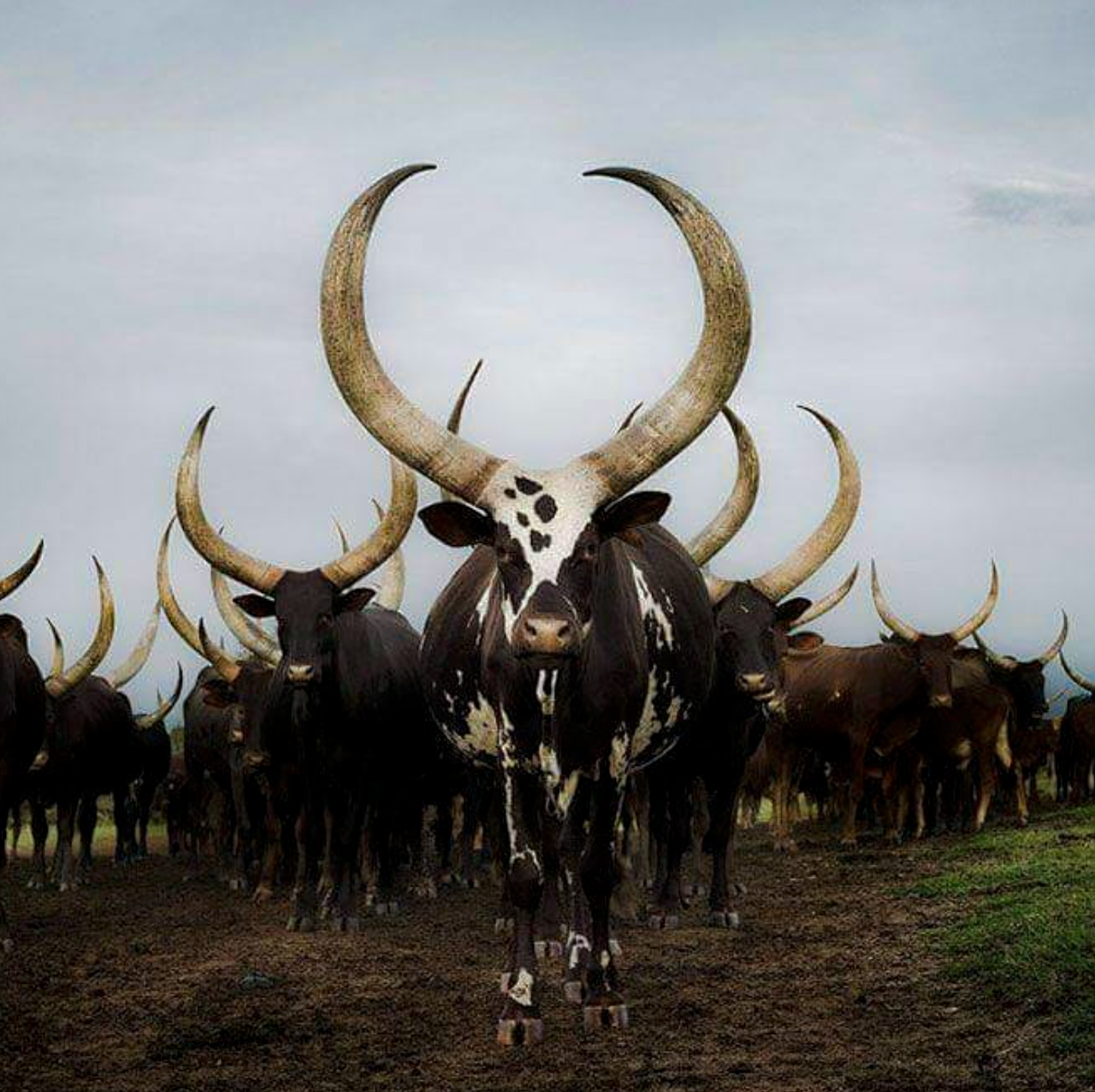 Ankole-Watusi-cattle