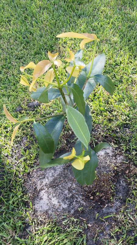 LucGarcinia1