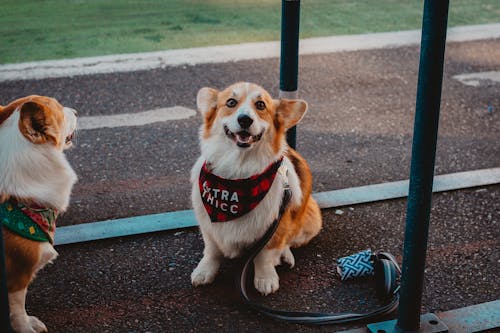 Decorative Pet Food Container