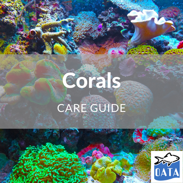 OATA Guide to marine corals - Lincs Aquatics