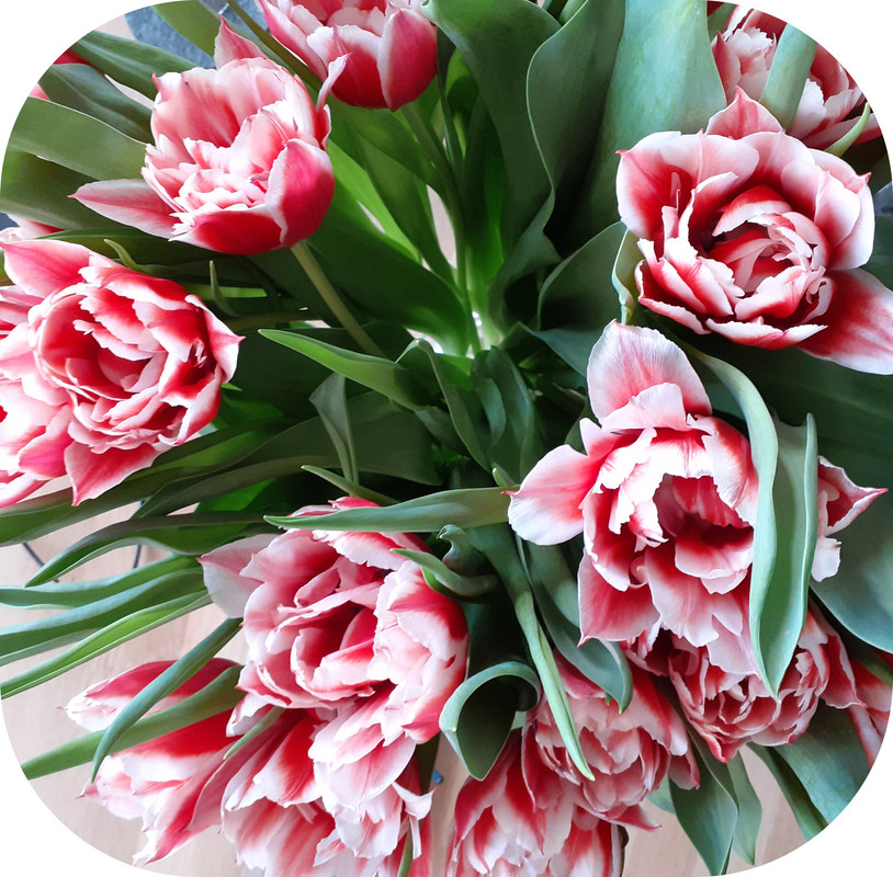 tulpen
