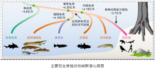 脊椎动物从水生到陆生的演化之谜-3.png