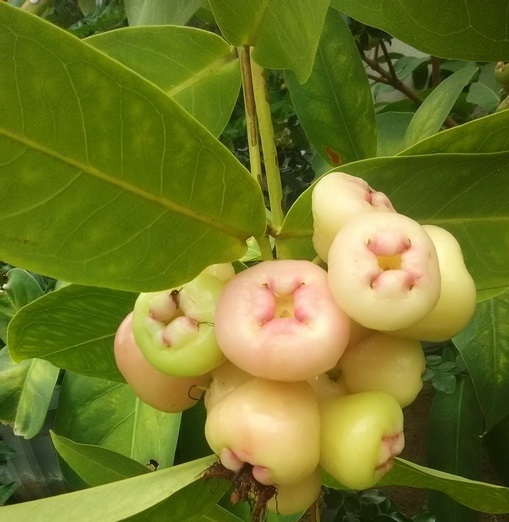 curazao apple (Copiar) (Copiar)