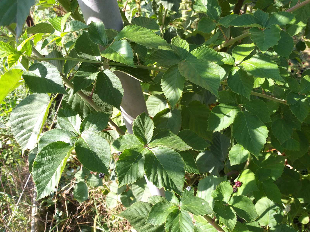 зображення_viber_2023-08-31_17-33-37-828