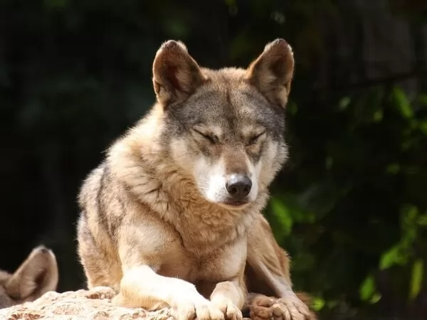 [Image: arabic-wolf-facts-with-images-and-video-...17125.webp]