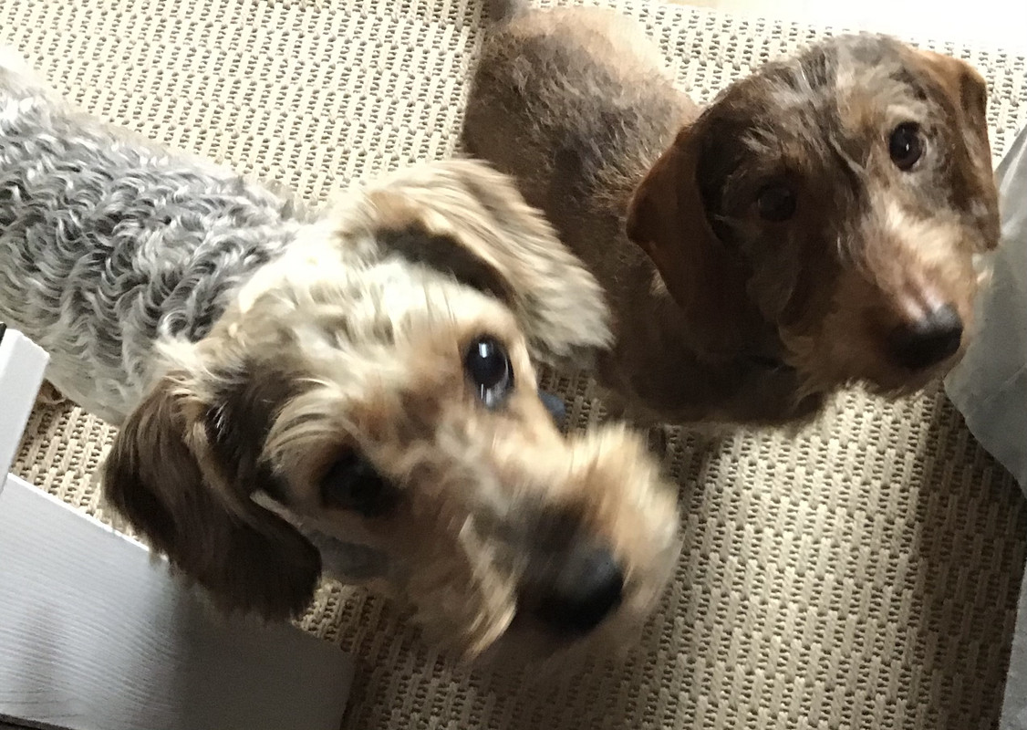 [Image: 1-E013-D1-A-533-D-4821-9-EE4-54-BFDF75-D6-BB.jpg]