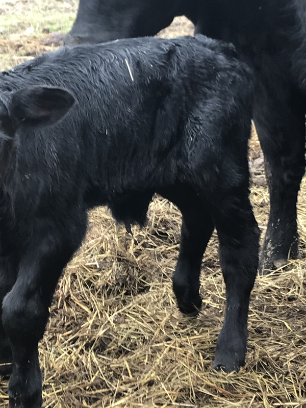 bull_calf