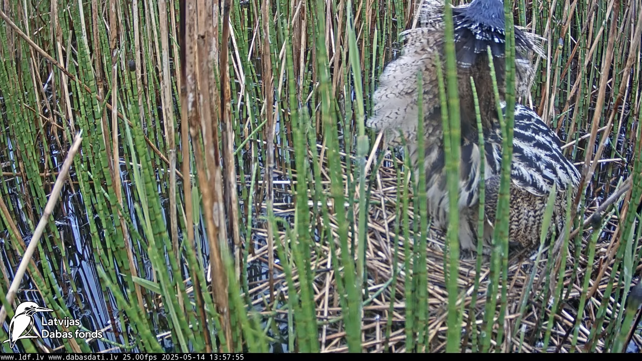 LDF Lielais dumpis (Botaurus stellaris) Zemītes pagastā 16-18-25 screenshot