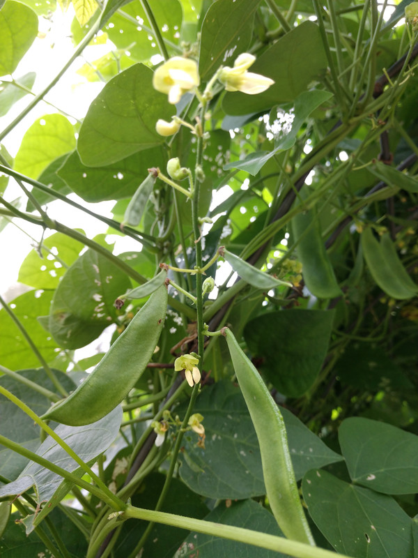 R34 AL Blackeyed Butter IMG_20200803_142413554