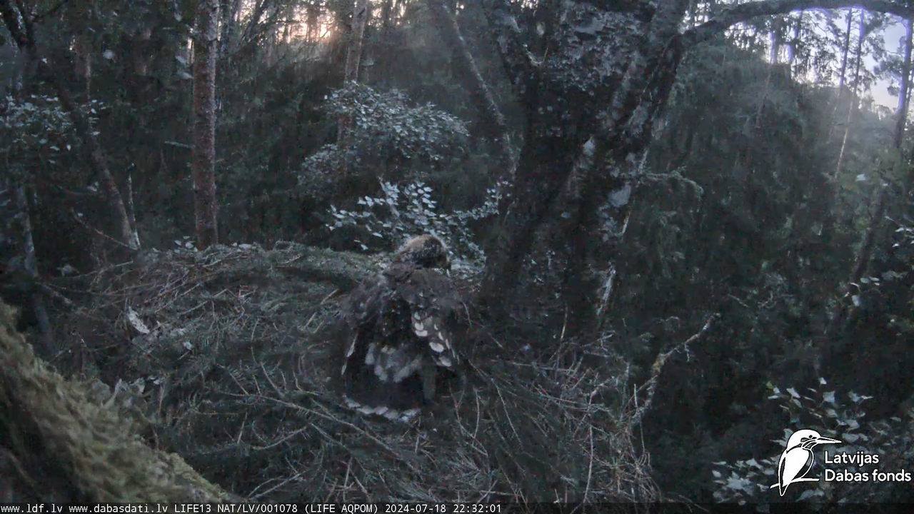 Mazais ērglis (Clanga pomarina), ligzda bērzā - LDF tiešraide 17-4-12 screenshot