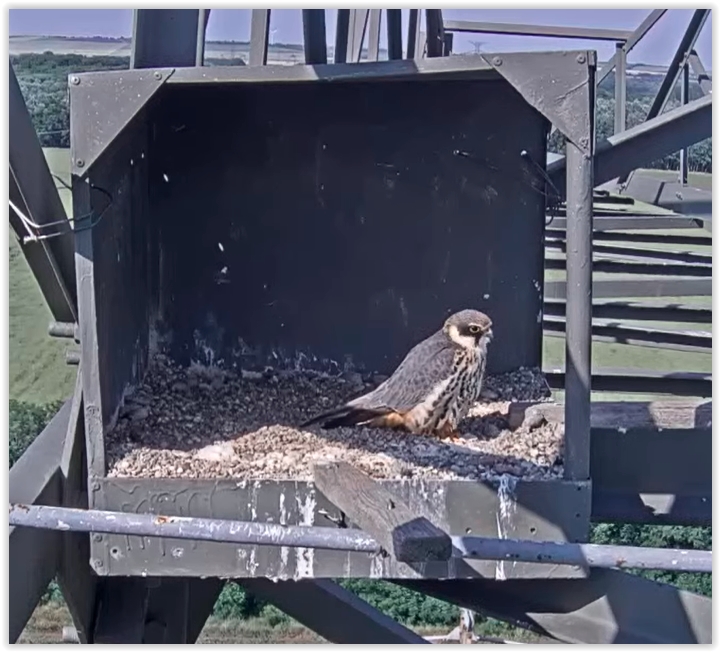 Screen Shot 05-31-22 at 04.40 PM 002