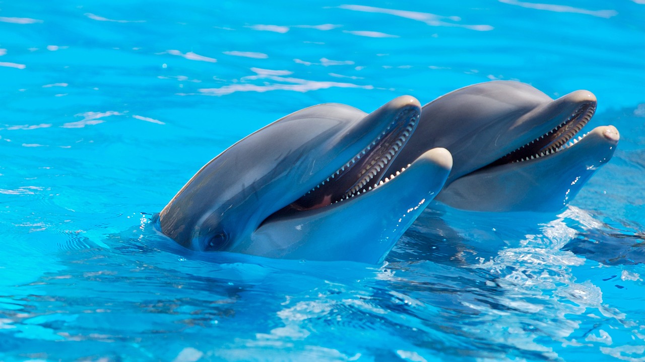 blue-dolphins-new.jpg