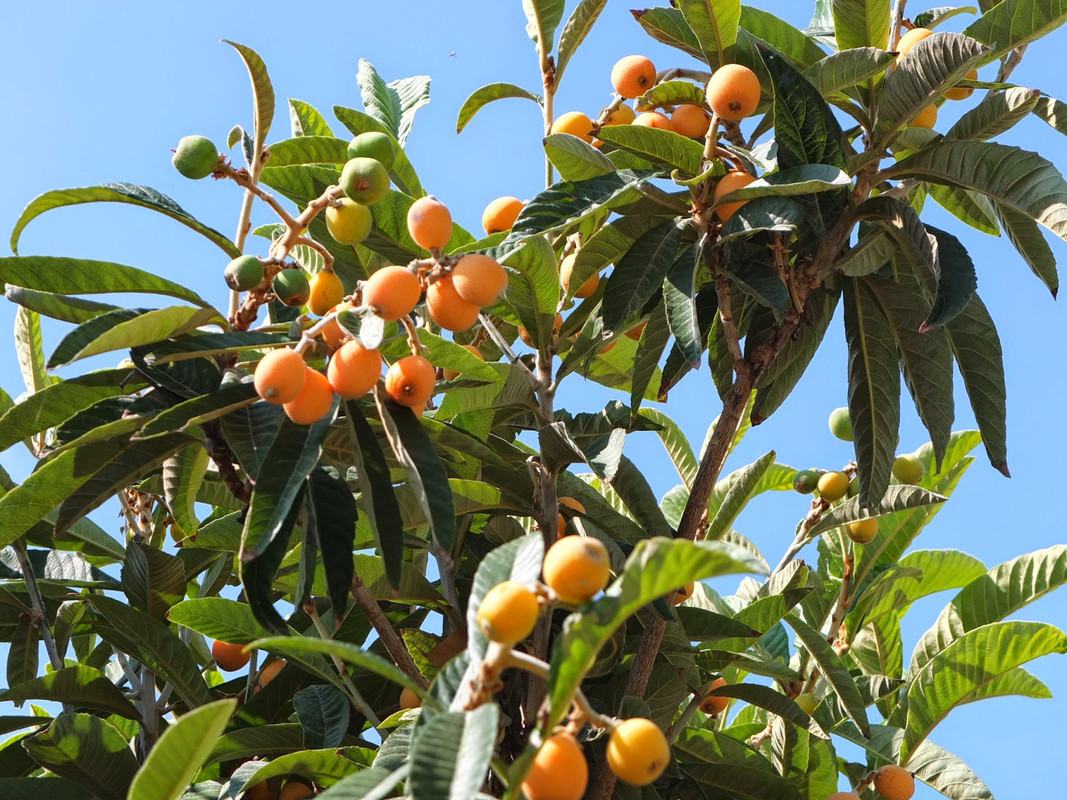 Evita que tu planta de nísperos se llene de plagas ¡toma nota!