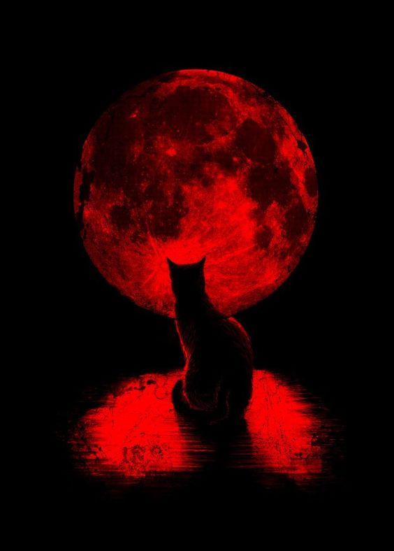 red-moon-cat.jpg