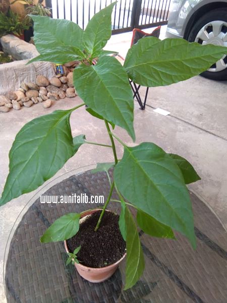 POKOK CILI MEMBESAR DENGAN BAIK MENGGUNAKAN BAJA VERMICAST POKOK CILI MEMBESAR DENGAN BAIK MENGGUNAKAN BAJA VERMICAST
