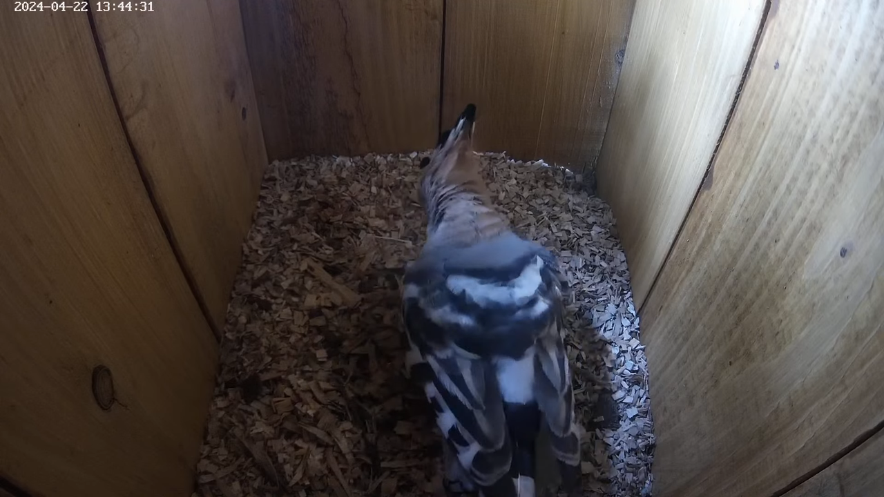 LIVE Nest Cam - Eurasian hoopoe (Polgár, Hungary) 9-22-12 screenshot