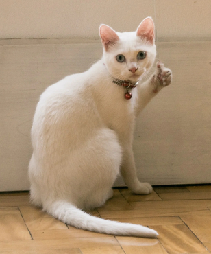 cat-thumbs-up.jpg