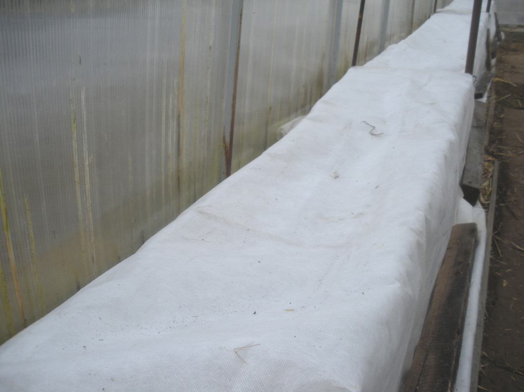 ?анне-весеннее укрытие-2 в пк теплице, март 2019