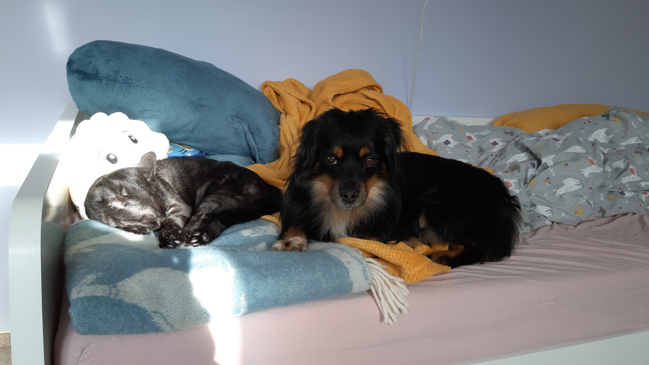 a photo of a dog and a cat laying on a bed