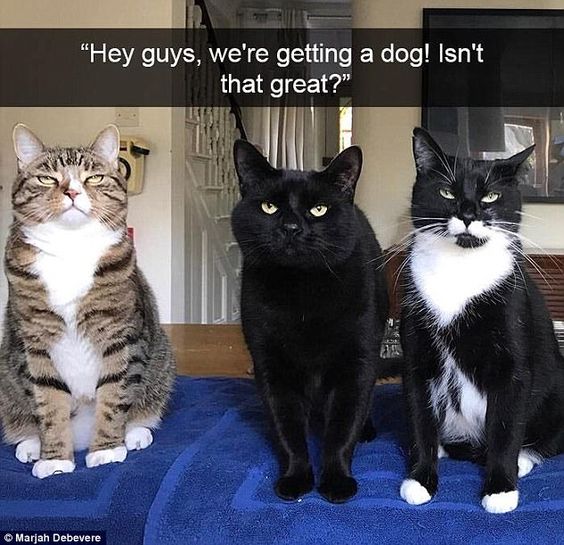 Cat Humor #8