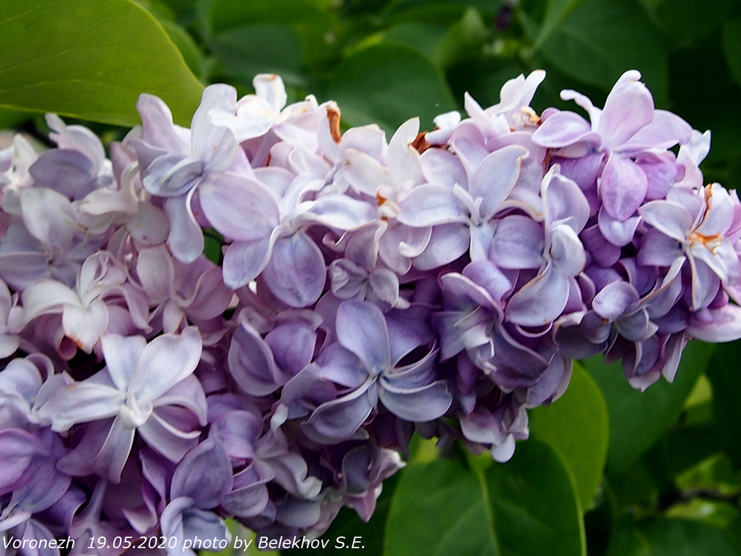 Воронеж, весна, макро, цветы Воронеж, весна, макро, цветы