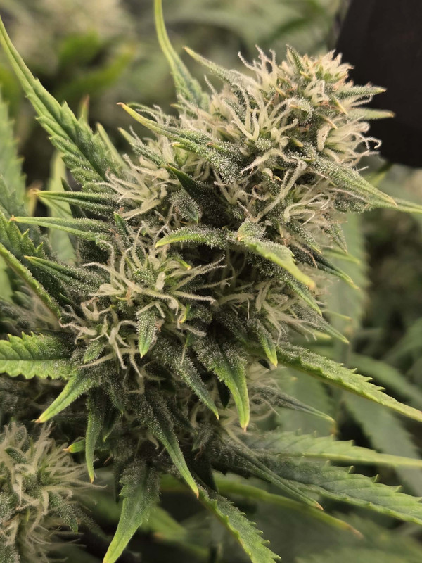 Messenger creation 8AA7E1E0 785A 48CB 8B39 08155BF14640