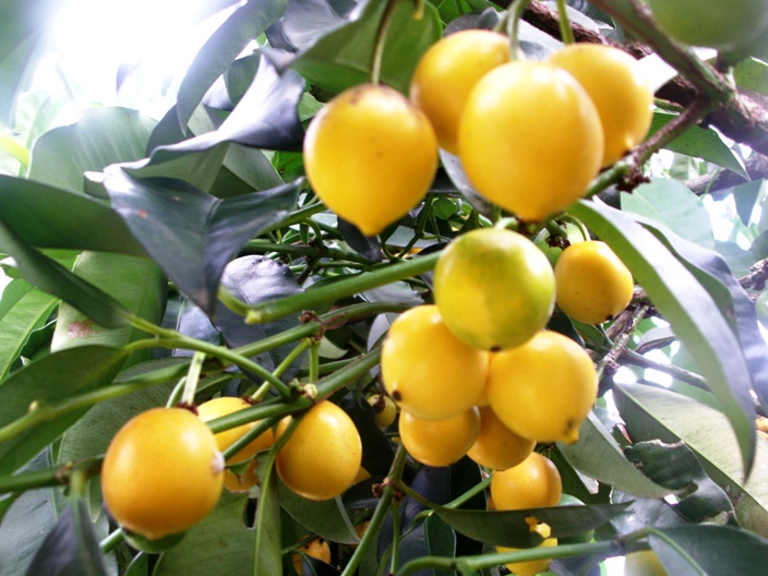 Garcinia brasiliensis  SMALL