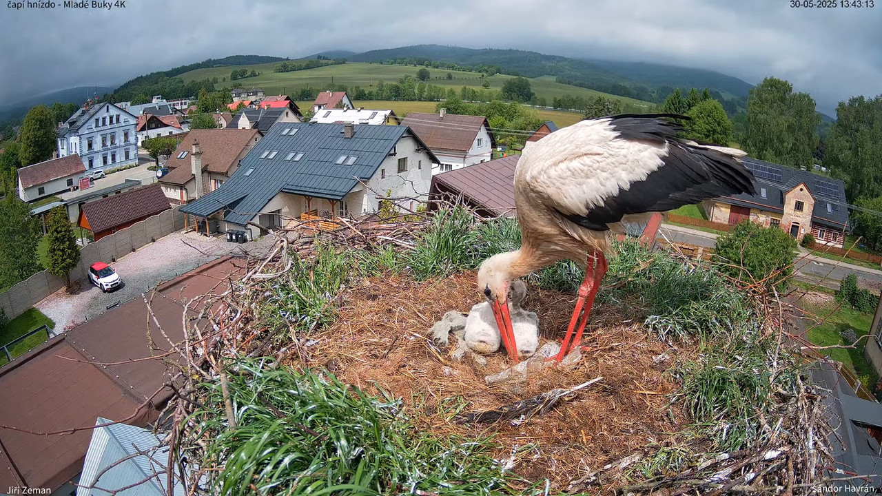 Tiešraides kamera — Mladé Buky — stārķa ligzda 4K 13-14-18 screenshot