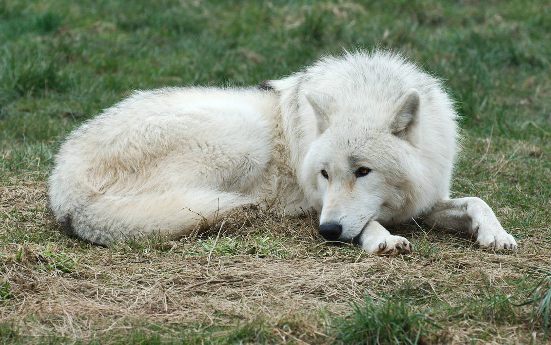 arctic-wolf-20130401-4-by-furlined-d61pu2d-pre.jpg