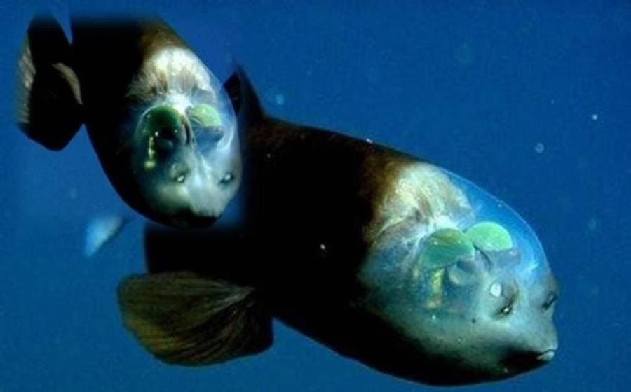 Макропинна - интересные факты о чудном чуде глубоководной фауны Макропинна - интересные факты о чудном чуде глубоководной фауны