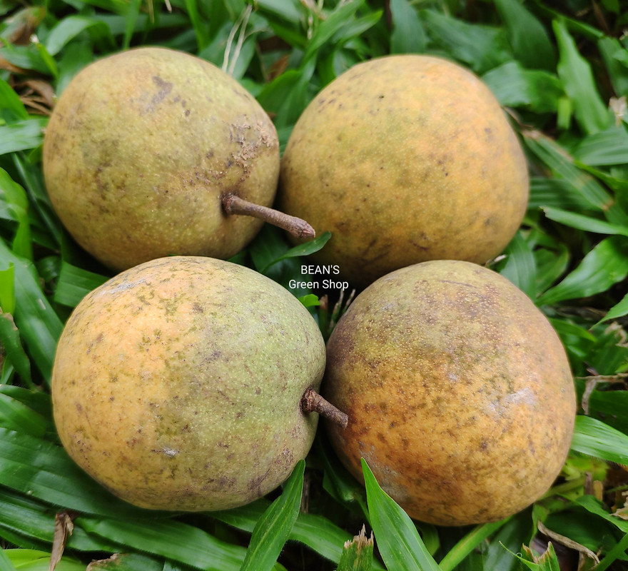 Yellow langir(hard shell)2