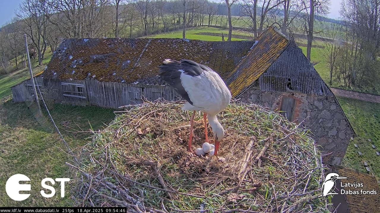 (22) Baltie stārķi (Ciconia ciconia) Tukuma novadā __ White storks in Tukums, Latvia - YouTube - 669