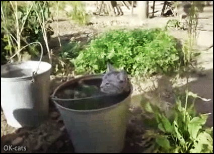 Crazy-Cat-GIF-The-real-waterproof-cat-Amazing-cat-not-afraid-chilling-in-a-bucket-full-of-fresh.gif
