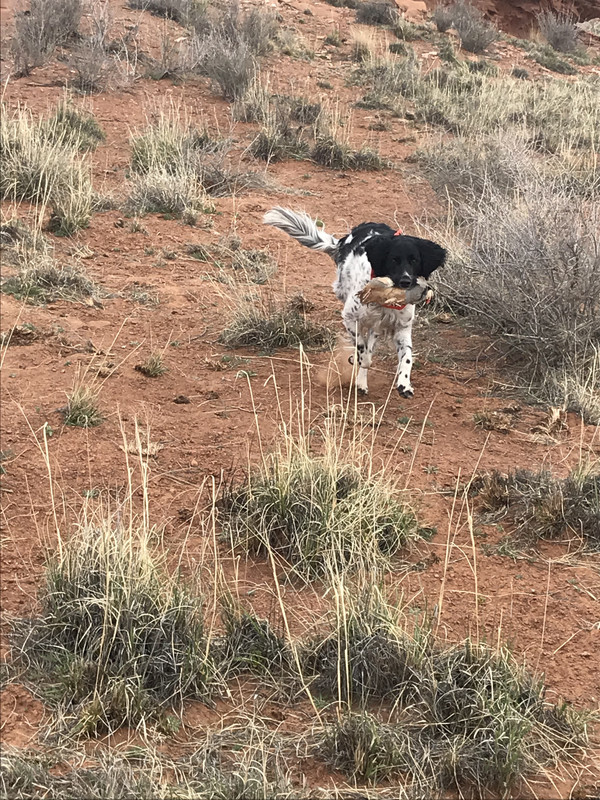 HeddieRetrieve