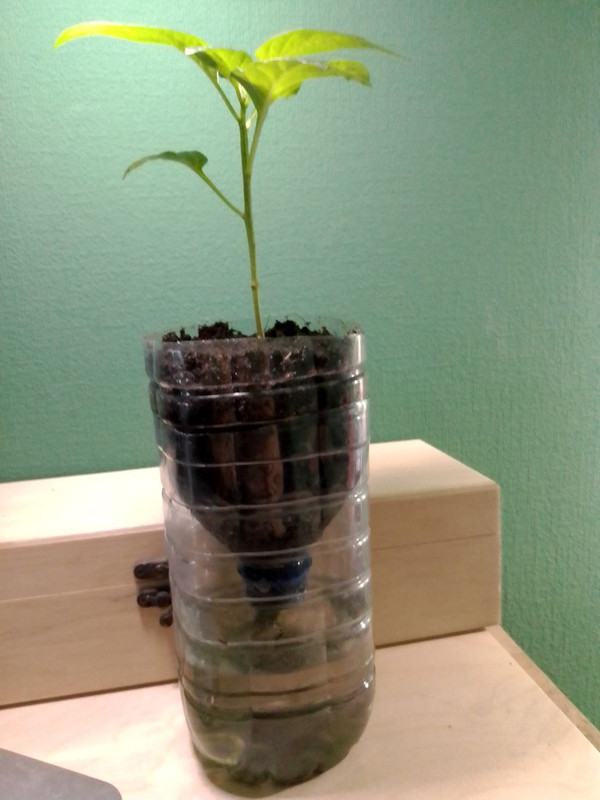 фитильный перец_2024-02-16_20-13-30