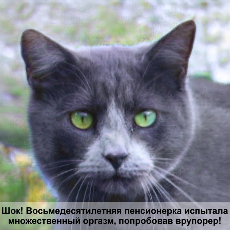 окрас глаз у кошек