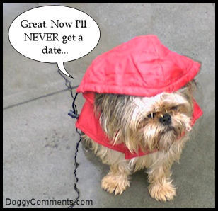 Dog-Rain-Date