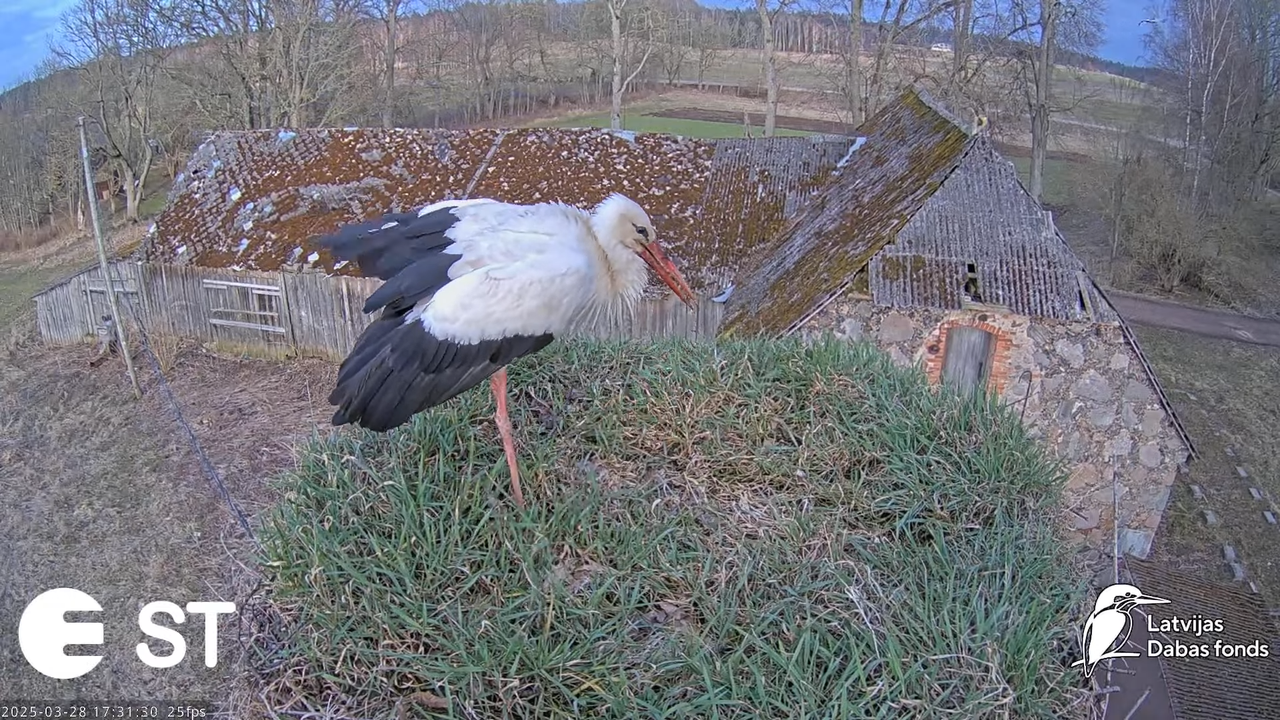 (16) Baltie stārķi (Ciconia ciconia) Tukuma novadā __ White storks in Tukums, Latvia - YouTube - 760