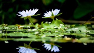  Thơ hoạ Nguyễn Thành Sáng & Tam Muội (1149) White-water-lilies-lake-black-background-2560x1600-915x515