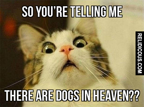 [Image: dogs-in-heaven.jpg]